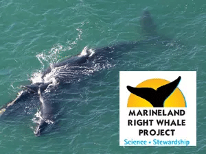  Marineland Right Whale Project